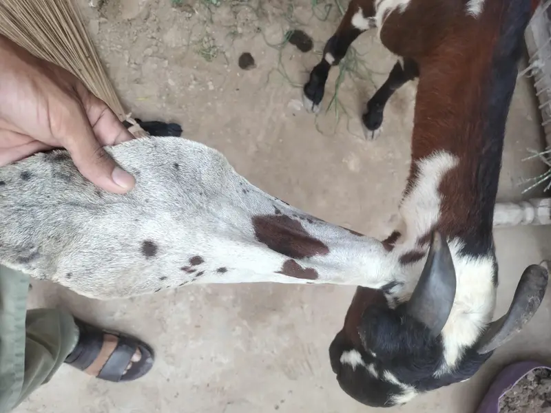 bakri for sale axhi quality hy desi exchange with black bkri — photo 6
