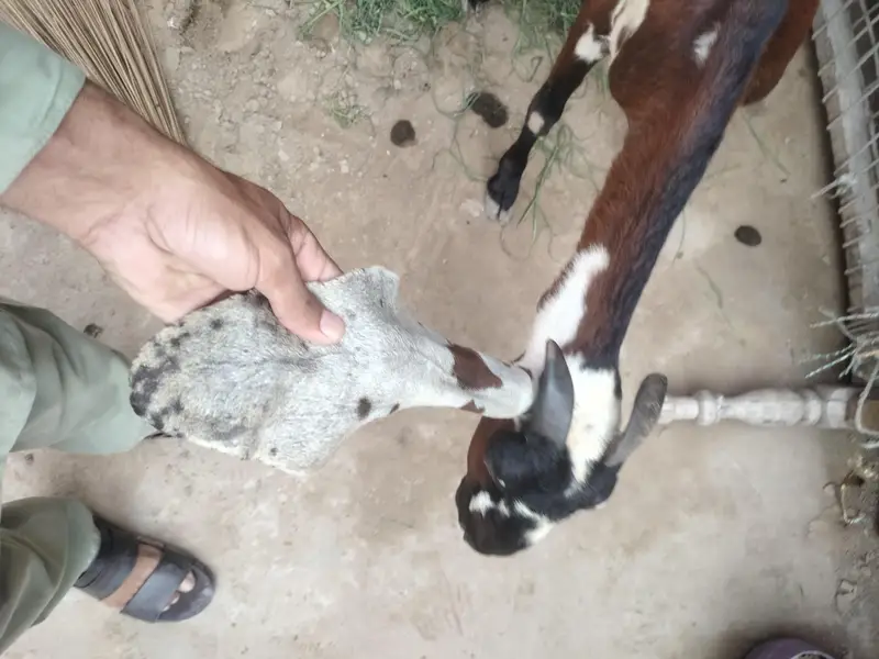 bakri for sale axhi quality hy desi exchange with black bkri — photo 7