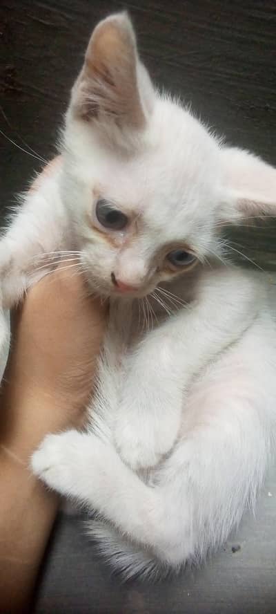 Catoo