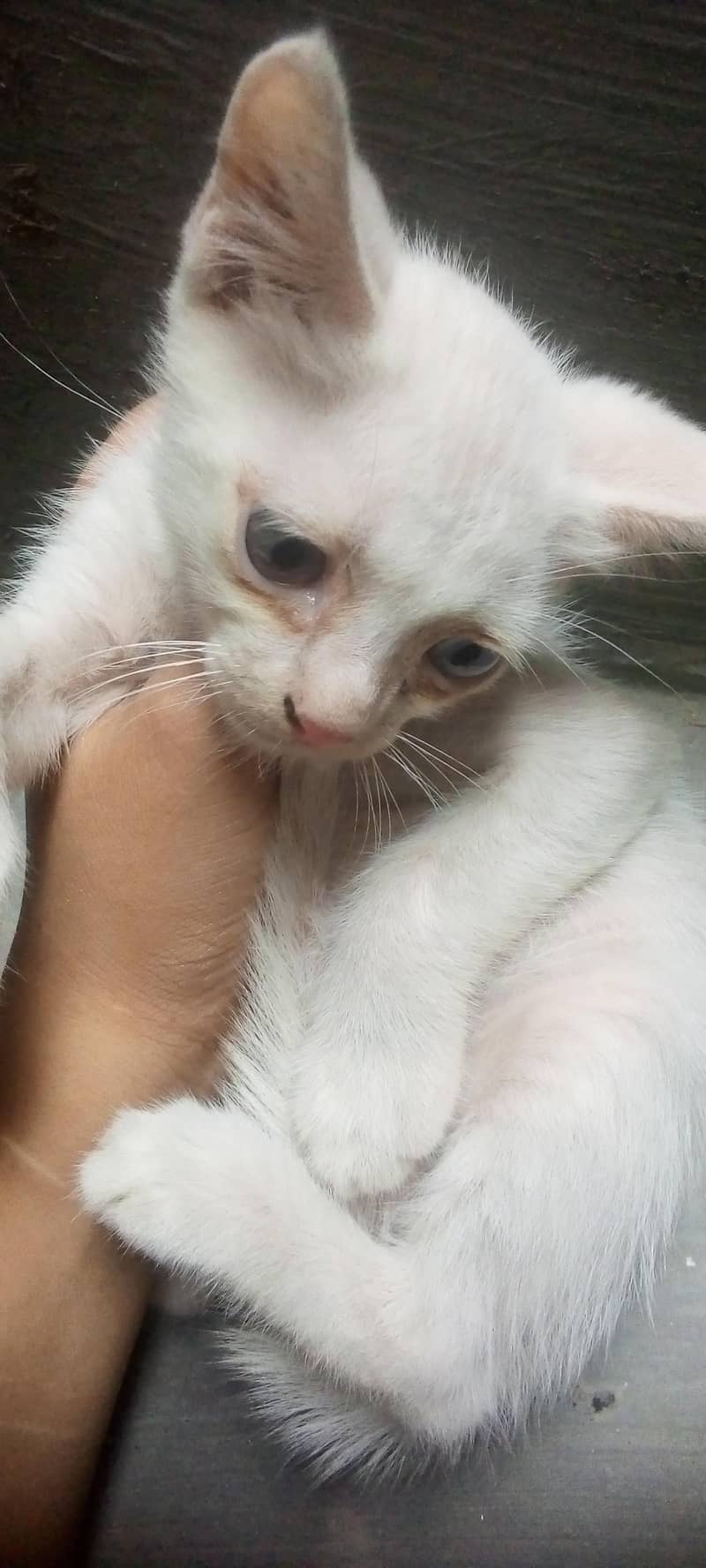 Catoo 0