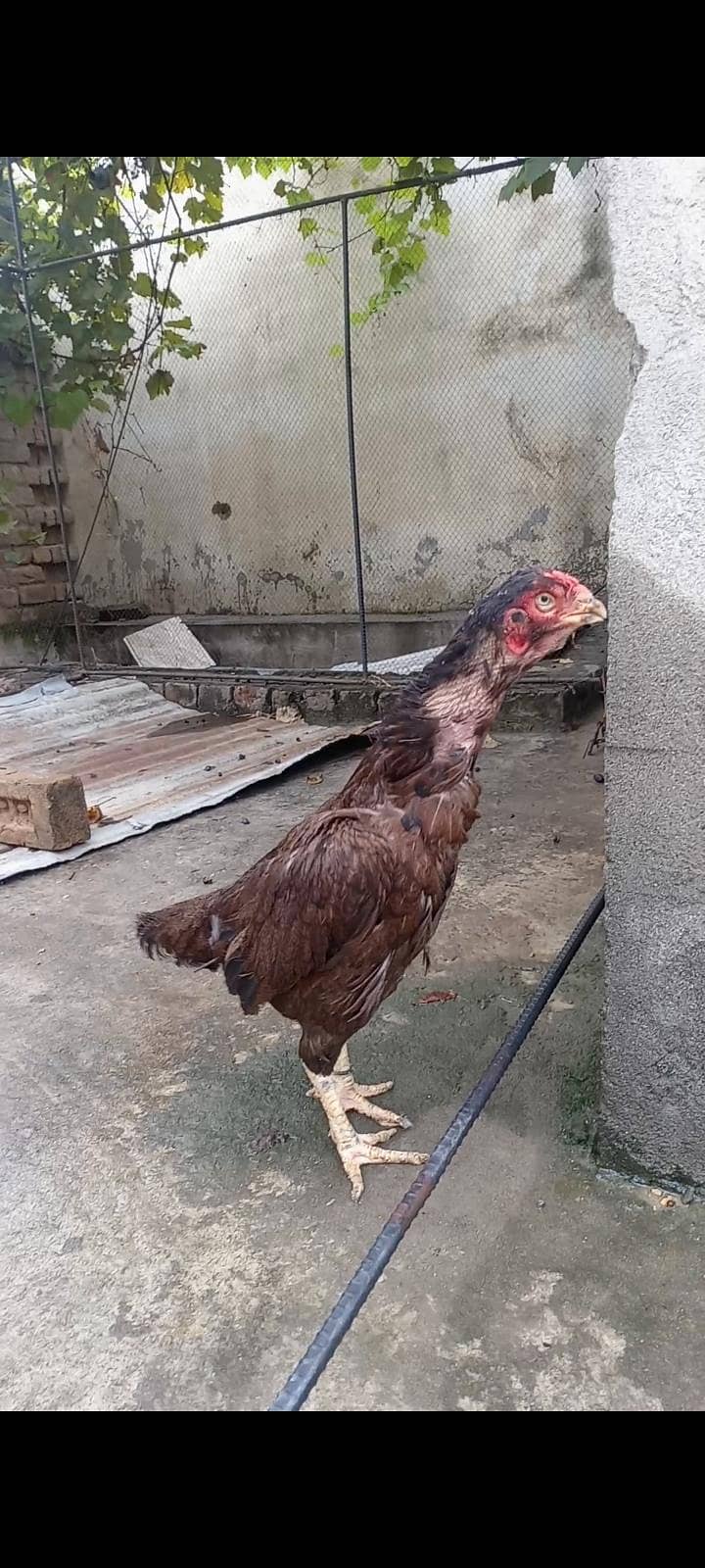 khajori 2