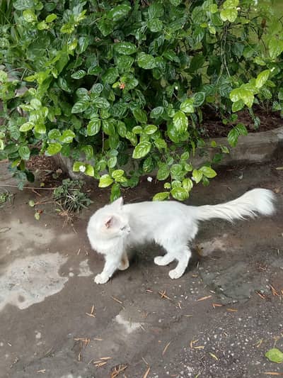 Russian cat for sale