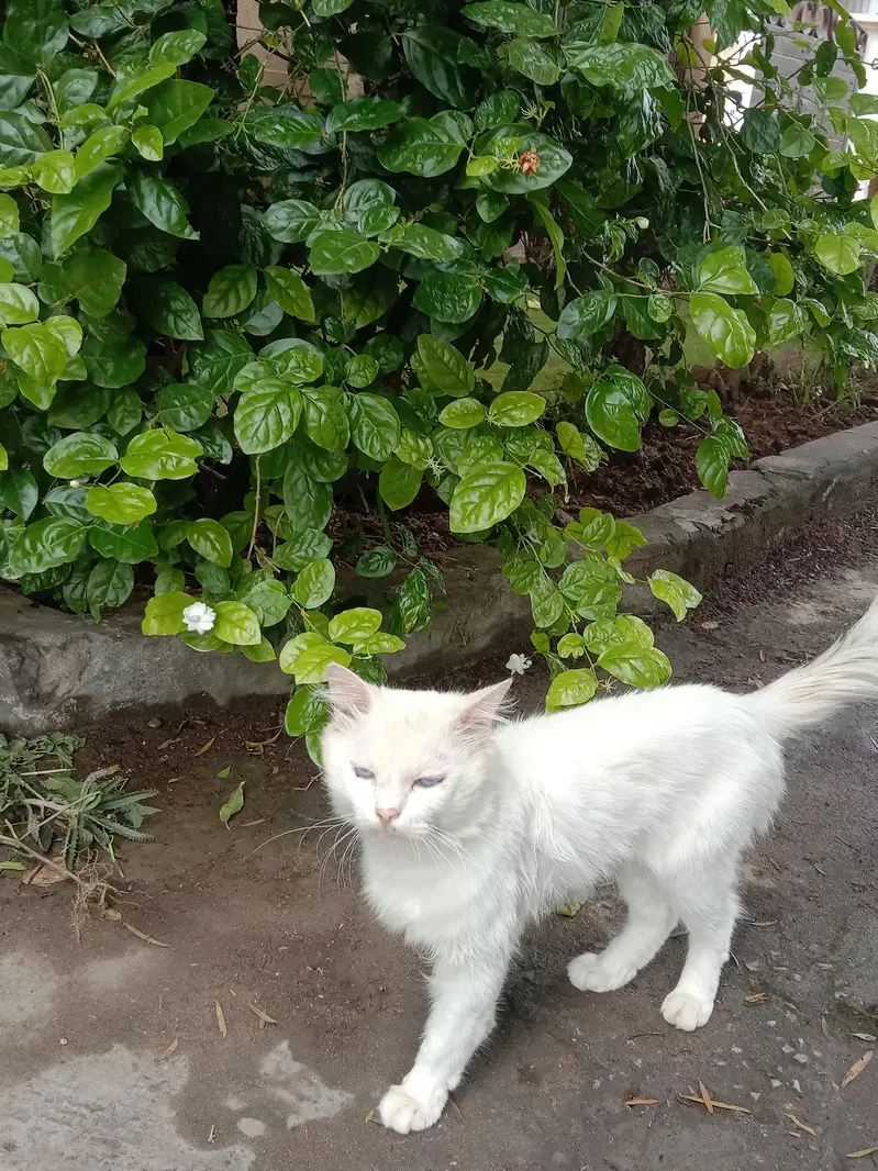 Russian cat for sale — photo 2