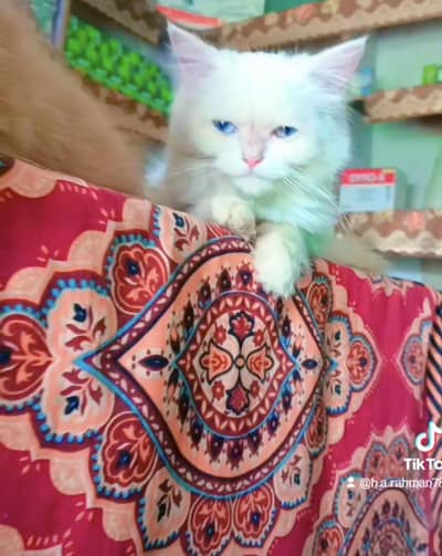 Blue eyes Persian cat