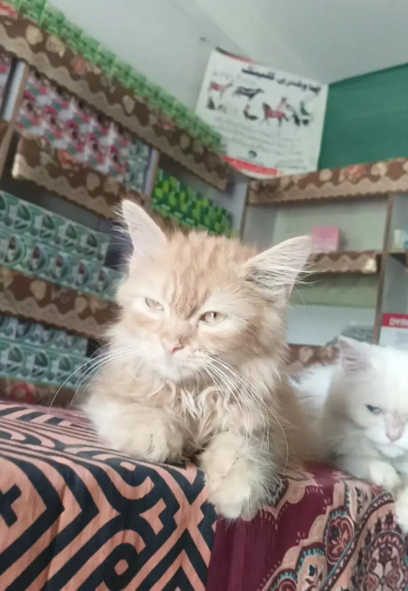 Blue eyes Persian cat — photo 2