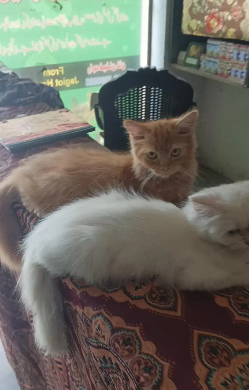 Blue eyes Persian cat — photo 3