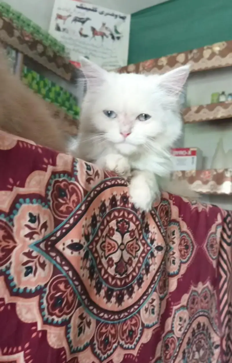 Blue eyes Persian cat — photo 4