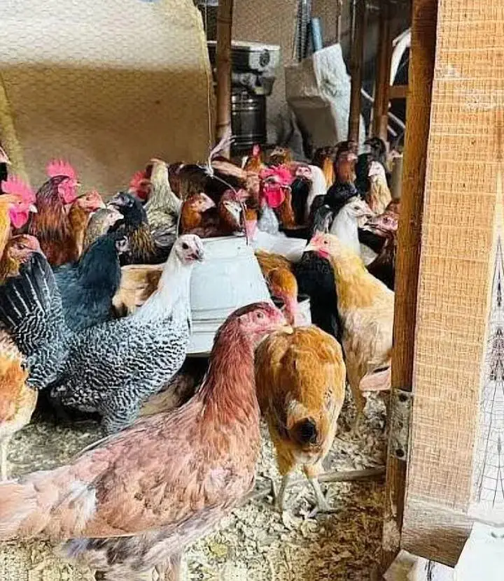 دیسی مرغا اور انڈے والی مرغی — photo 2