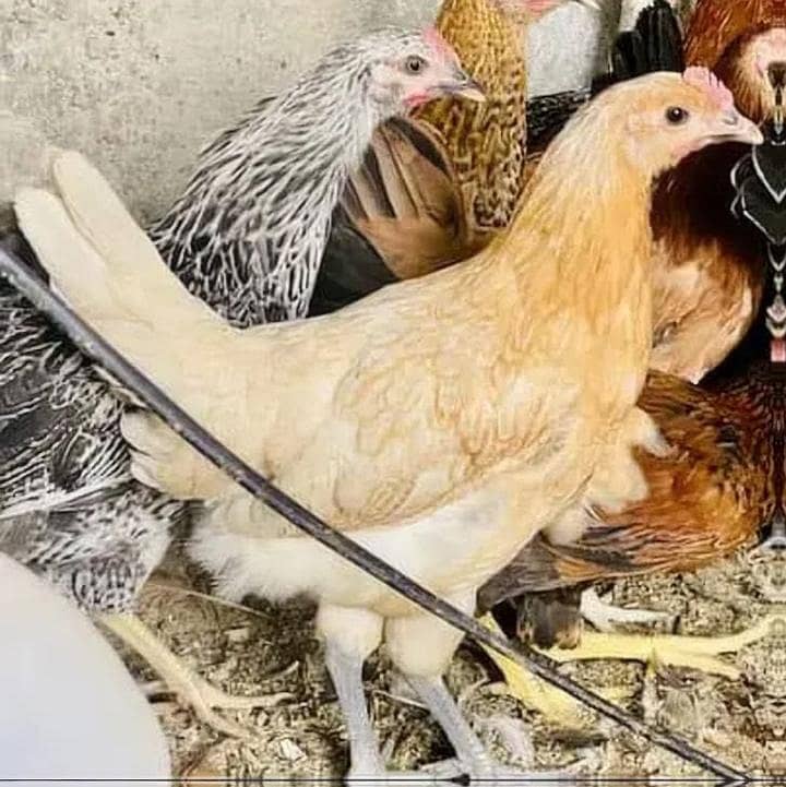 دیسی مرغا اور انڈے والی مرغی 4