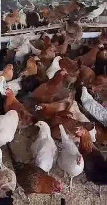دیسی مرغا اور انڈے والی مرغی 5