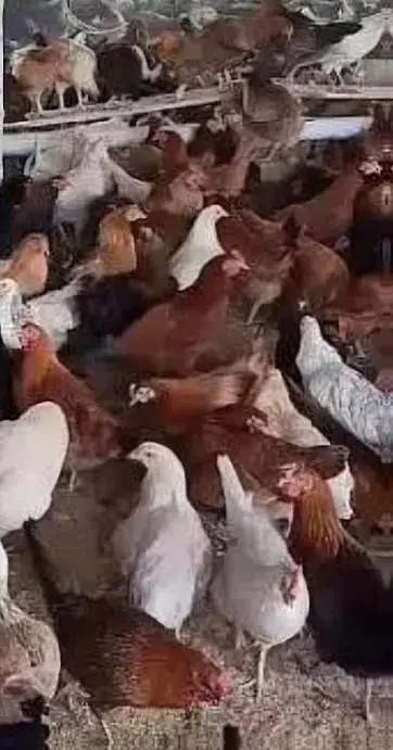 دیسی مرغا اور انڈے والی مرغی — photo 6