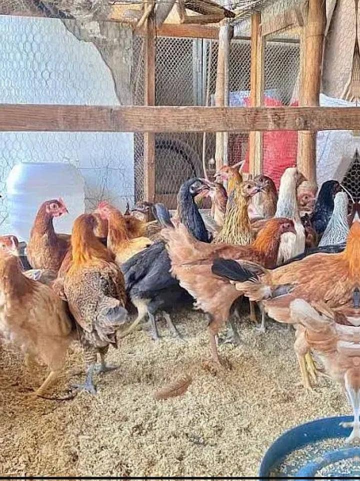 دیسی مرغا اور انڈے والی مرغی 6