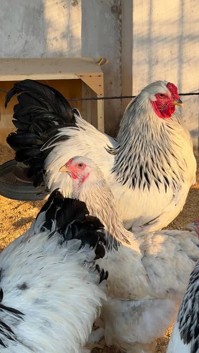 Light Columbian Brahma 4 months Old trio Available for sale
