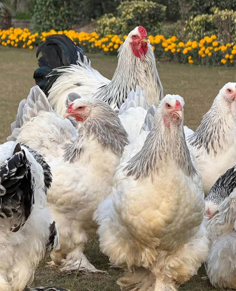 Light Columbian Brahma 4 months Old pair Available for sale — photo 2