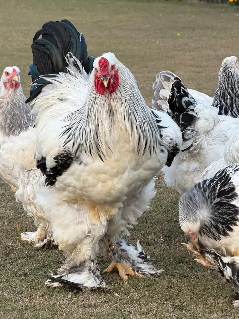 Light Columbian Brahma 4 months Old pair Available for sale — photo 3