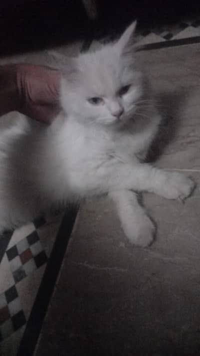 Persion blue eyes