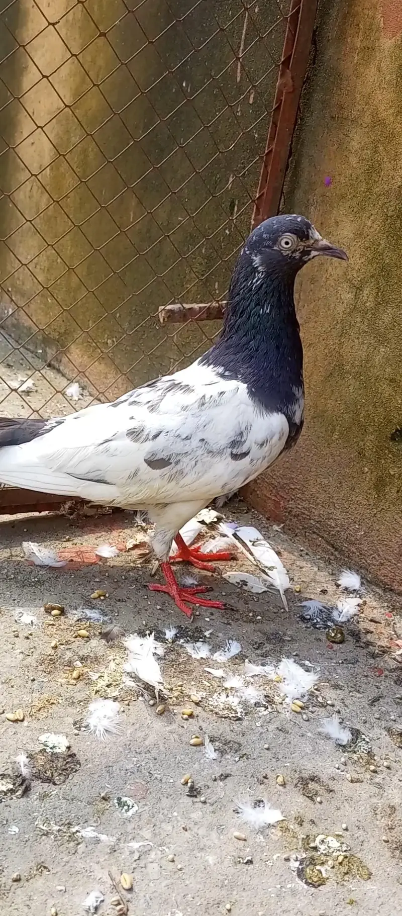 teddy kabuter ha haddi jor ka mazboot ha — photo 2