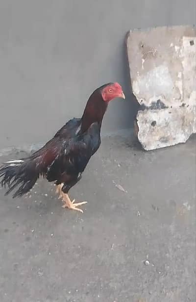 aseel lakha patha for sale