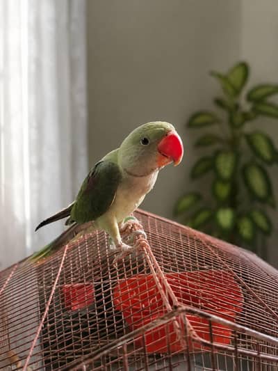 Raw parrot  for sale