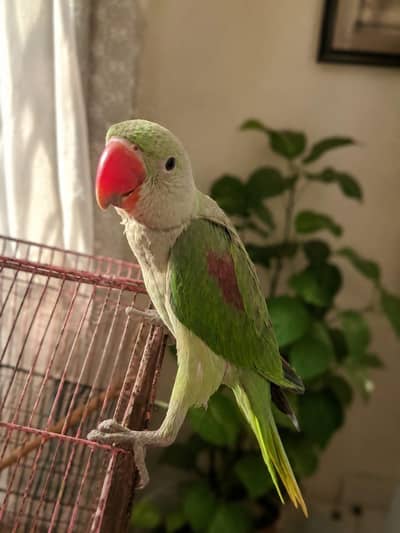Raw parrot  for sale