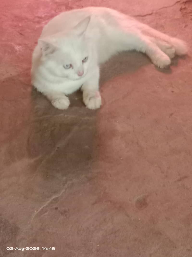 beautiful cat for sale 0