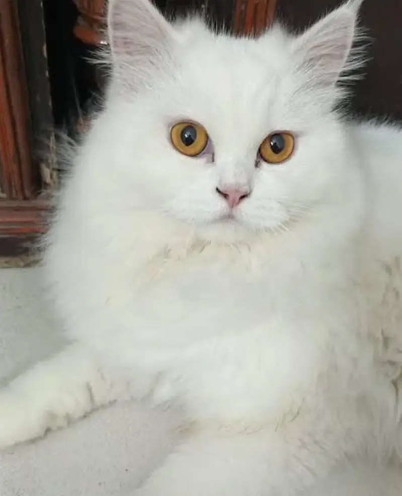 cat  — photo 2