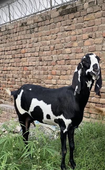 Pure Beetal ( height takrebn 37-40 ) 2.5 months gabban