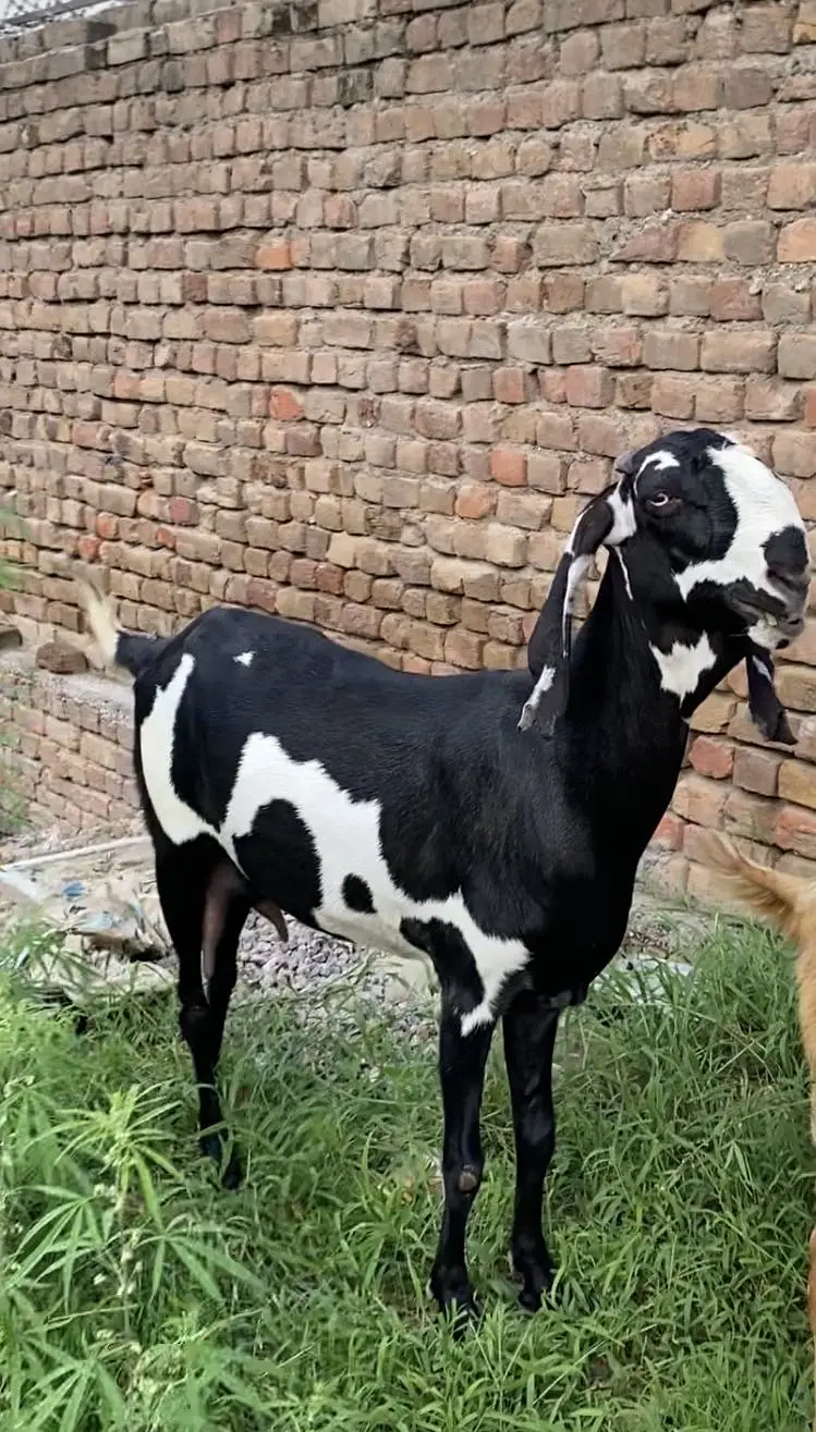 Pure Beetal ( height takrebn 37-40 ) 2.5 months gabban — photo 2