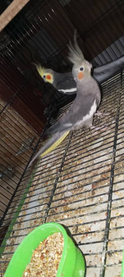 bredder pair avaible