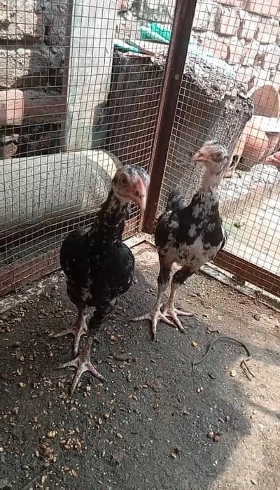 TOP QUALITY SHAMO CROSS PAIR AVAILABLE FOR SALE IN LAHORE(03086707442)