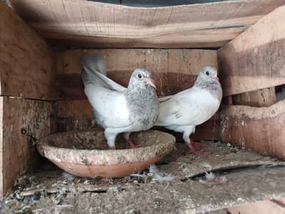 Beautiful Baby pigeon