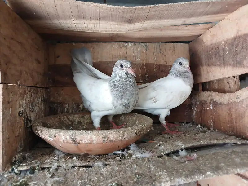 Beautiful Baby pigeon