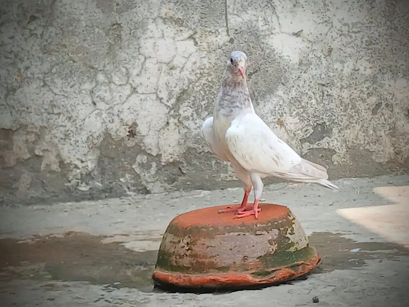 Beautiful Baby pigeon — photo 2