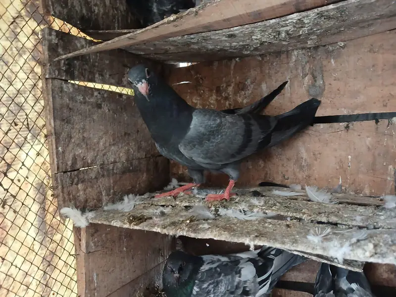 Beautiful Baby pigeon — photo 3