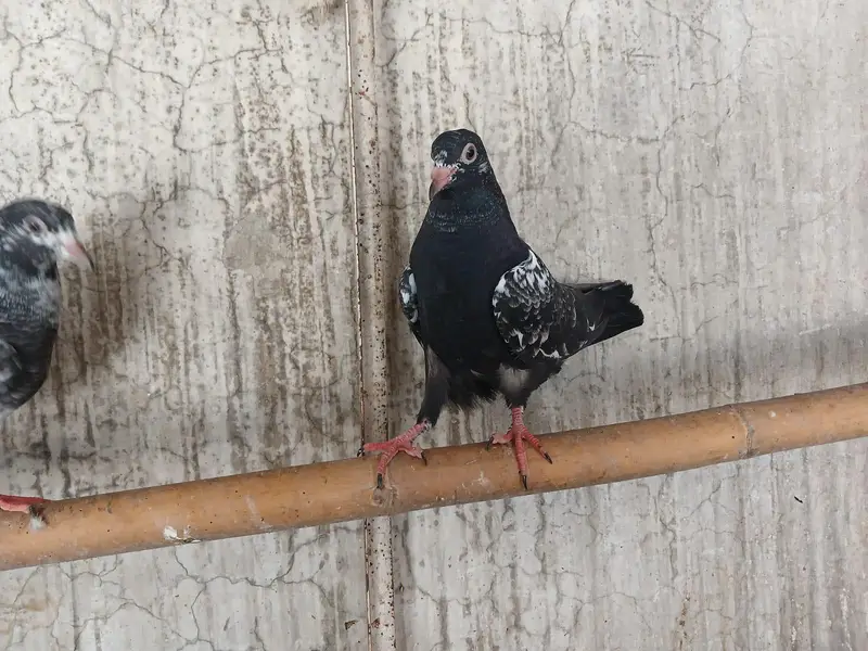 Beautiful Baby pigeon — photo 4