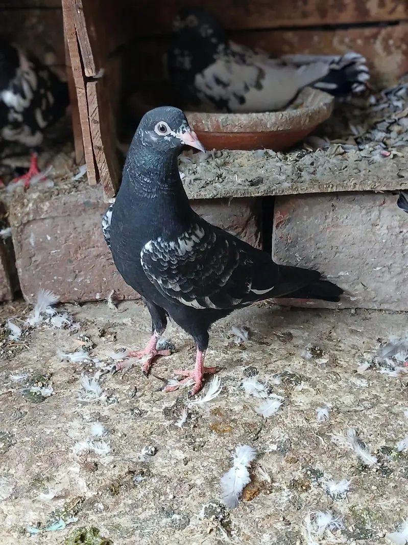 Beautiful Baby pigeon — photo 5