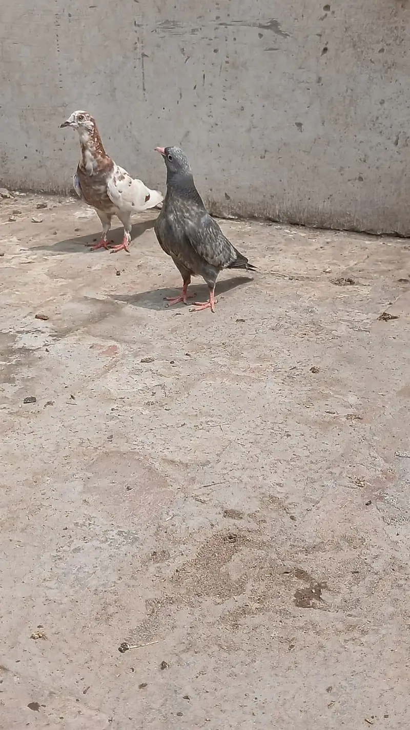 Beautiful Baby pigeon — photo 6