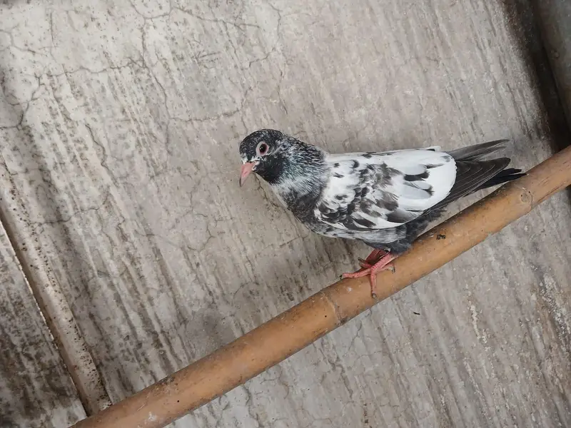 Beautiful Baby pigeon — photo 7