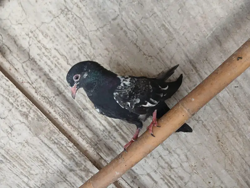 Beautiful Baby pigeon — photo 8