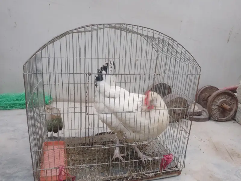 murgi bahut acchi hai — photo 2