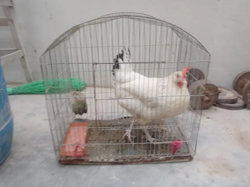 murgi bahut acchi hai — photo 5