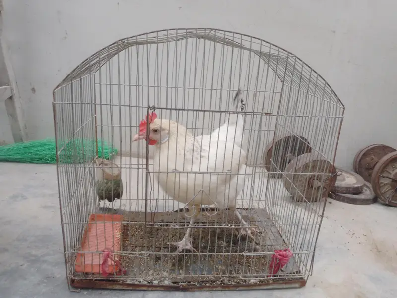 murgi bahut acchi hai — photo 6