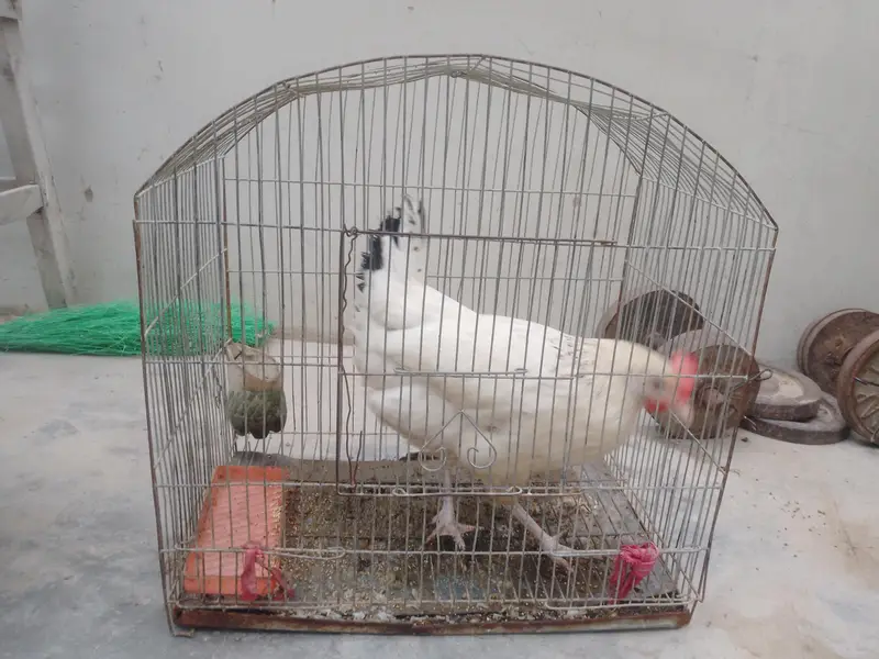 murgi bahut acchi hai — photo 7