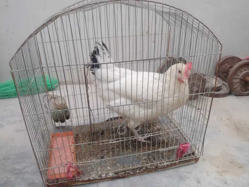 murgi bahut acchi hai — photo 8