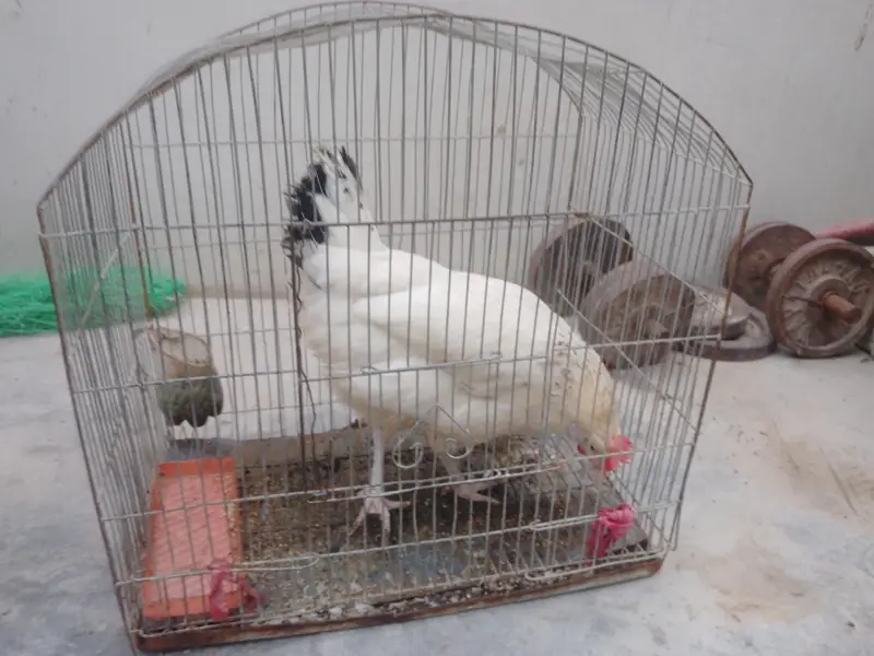 murgi bahut acchi hai — photo 9