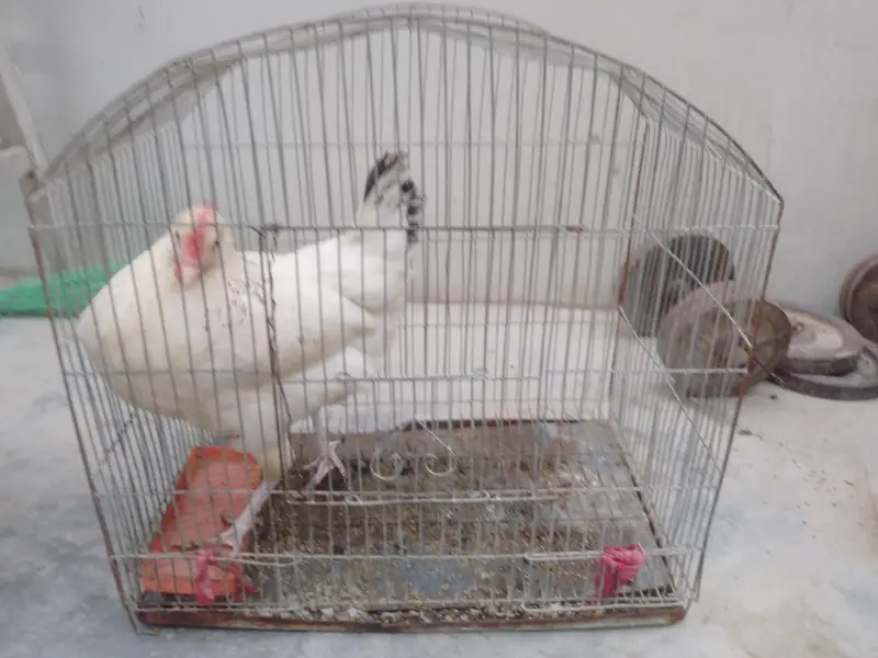 murgi bahut acchi hai — photo 10
