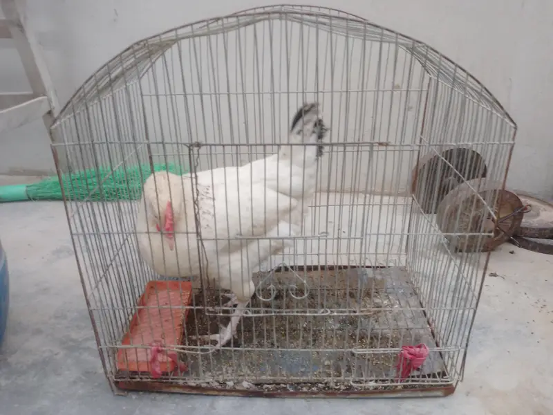 murgi bahut acchi hai — photo 11