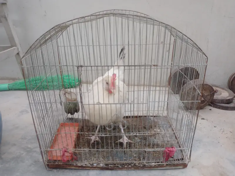 murgi bahut acchi hai — photo 12