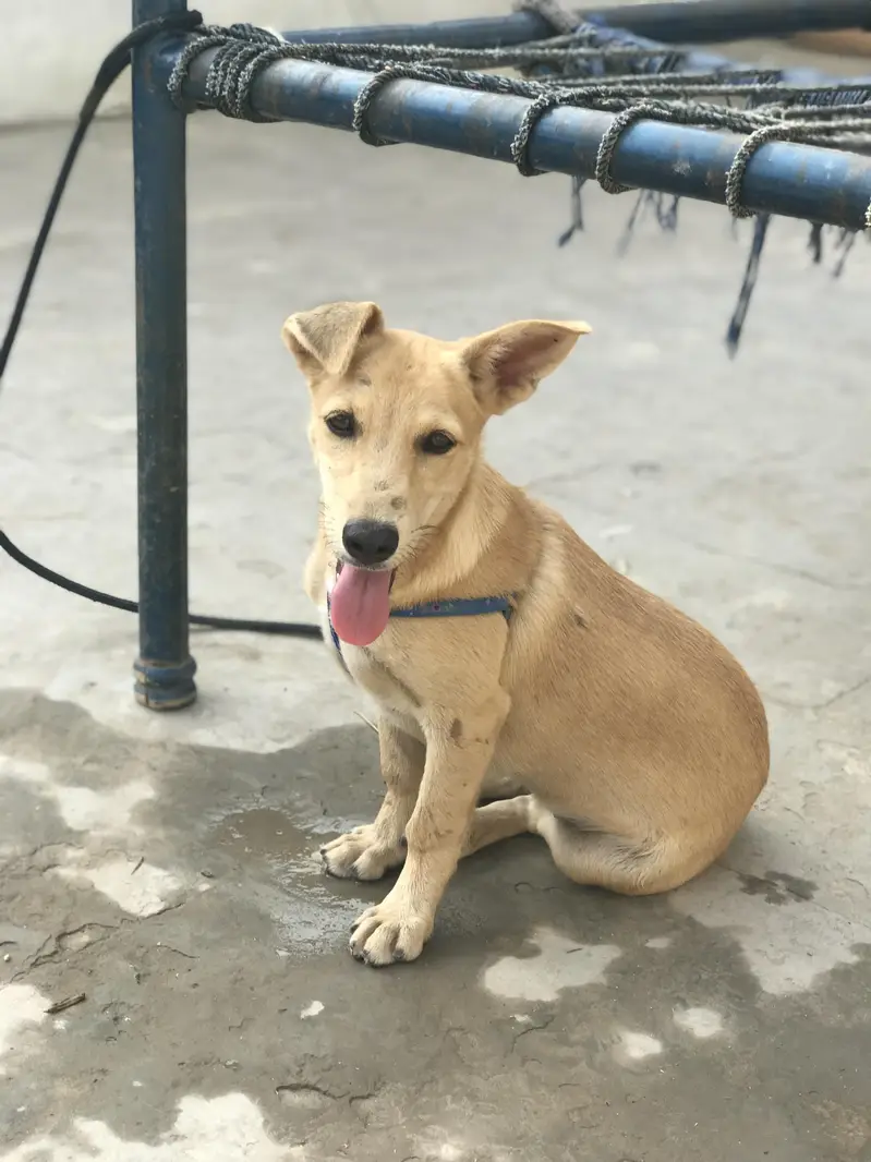 Pista Dog  jis Bhai NY Lena Inbox kry. — photo 2