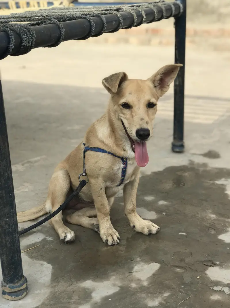 Pista Dog  jis Bhai NY Lena Inbox kry. — photo 3